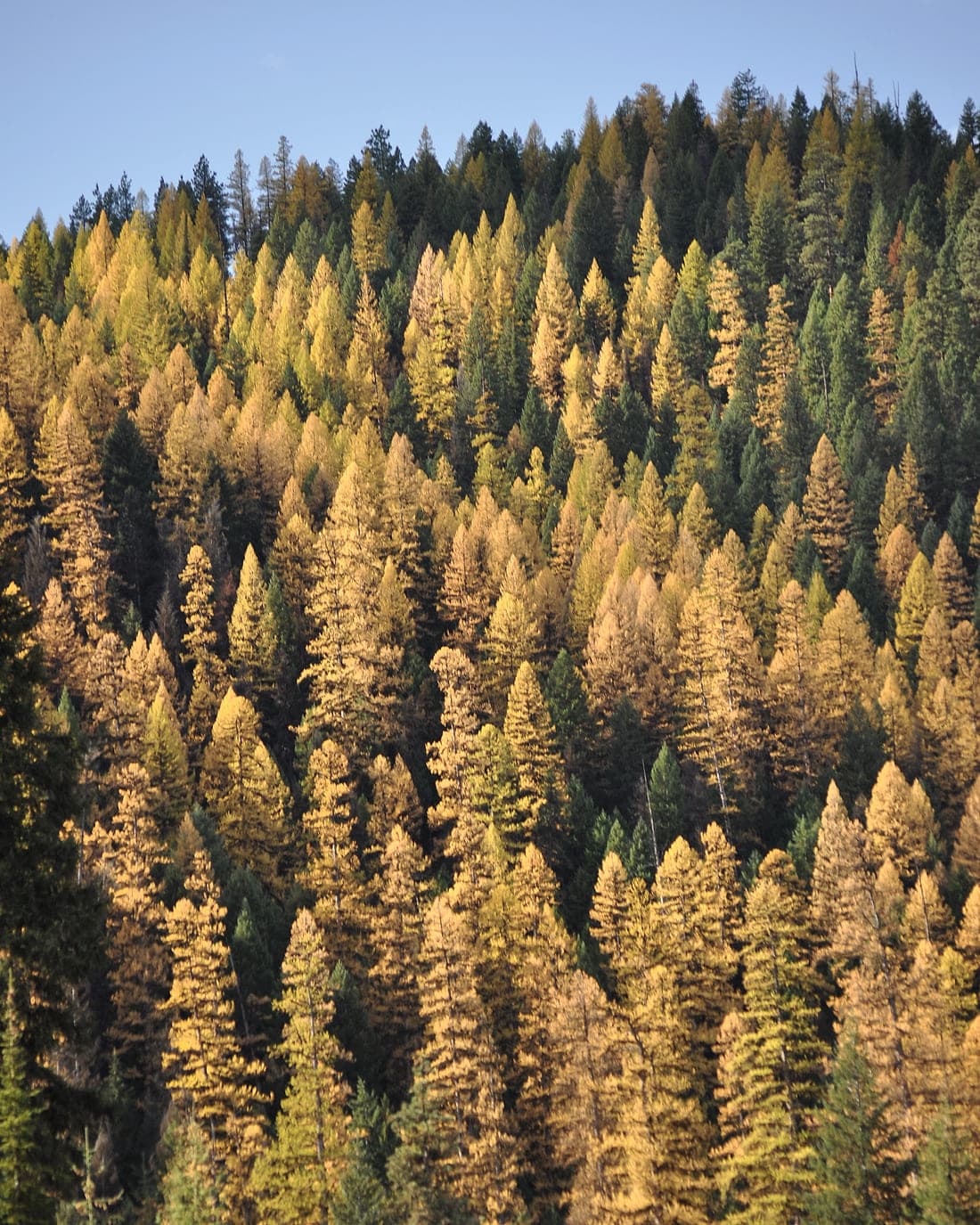 A hillside of western larch turning gold among green conifers above Lolo Creek, Montana