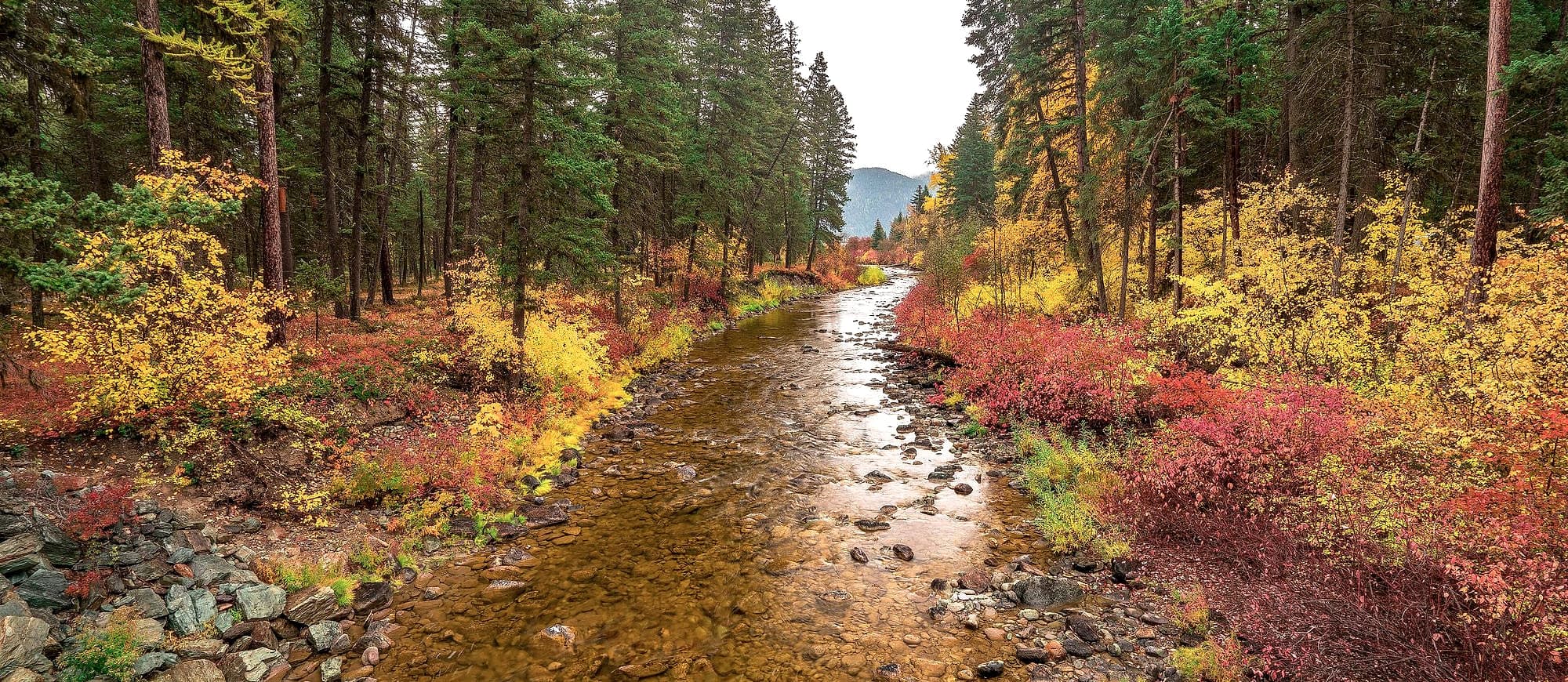 A creek running between banks of gold and red autumn brush in the Flathead National Forest