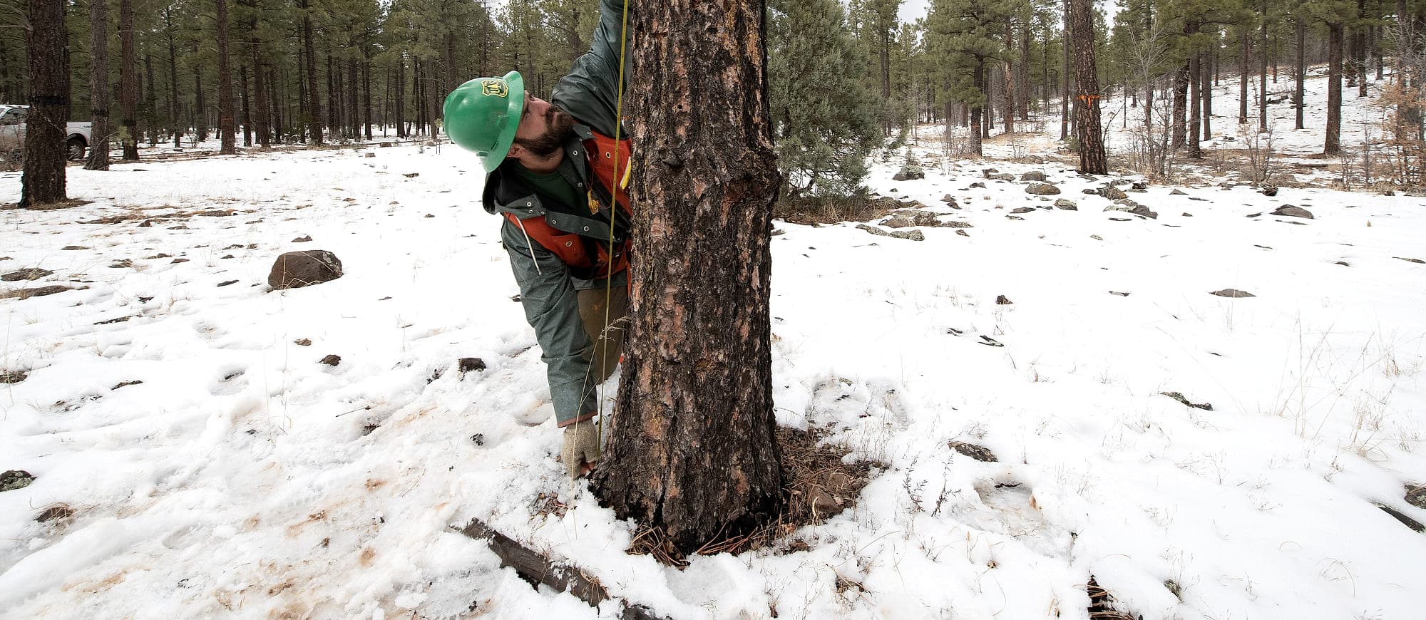 A forester running a diameter tape around the trunk of a pine in an open stand