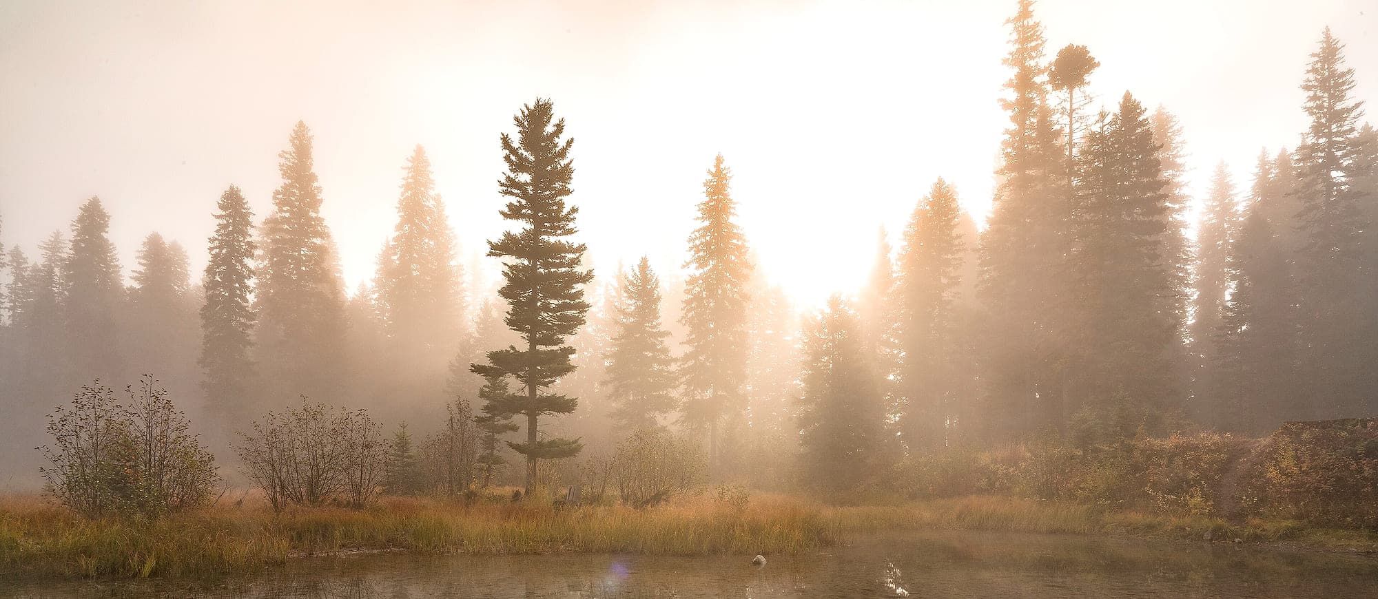 Sunrise burning through fog in a stand of conifers