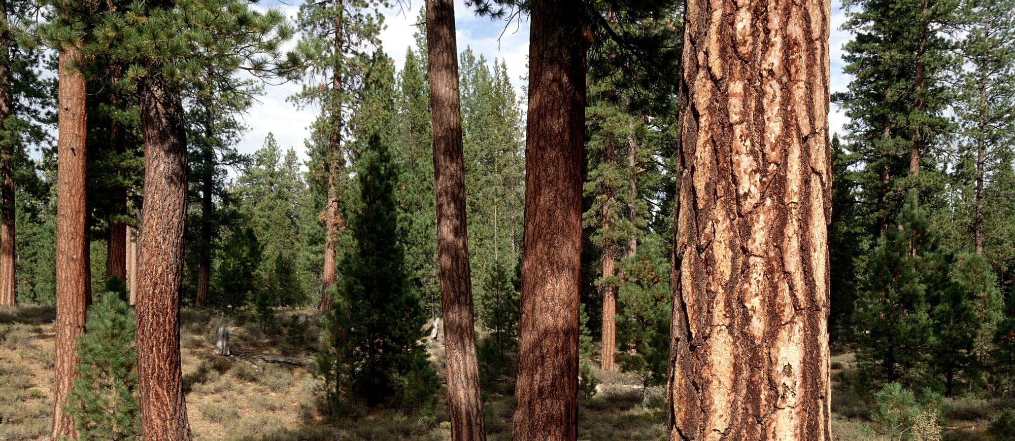 An open, thinned ponderosa pine stand with wide spacing between large trunks